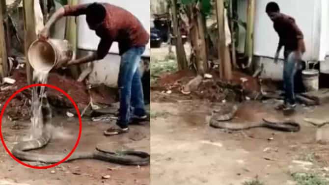 Video: महाकाय किंग कोब्राला आंघोळ घालणारा सर्पमित्र, व्हिडीओ पाहून नेटकऱ्यांना आश्चर्याचा धक्का