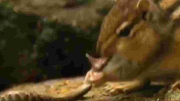 Viral Video : साप आणि खारुताईमध्ये जबरदस्त लढाई, कुरतडून कुरतडून खाल्ले सापाला