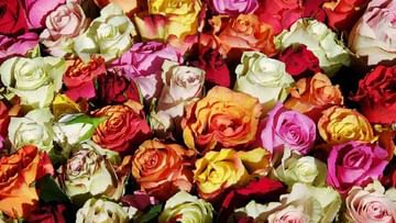 Rose Oil Making Process | गुलाब तेलाचे भन्नाट फायदे, पण गुलाब तेल बनतं कसं ?