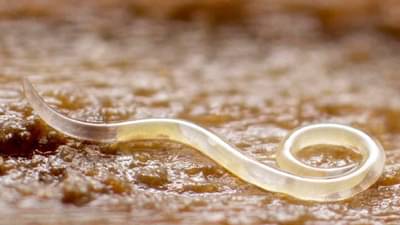 Know This: अशी आई, जी बाळाला दूध पाजते आणि मरते, बाळांचं पोट भरण्यासाठी मृत्यूला कवटाळणारी आई