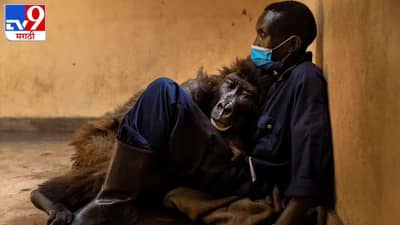 अतिरेक्यांच्या गोळीबारात आईचा मृत्यू, आता ज्या रेंजरने वाचवलं, त्याच्याच कुशीत जीव सोडला, रवांडाच्या प्रसिद्ध गोरील्लाचा मृत्यू