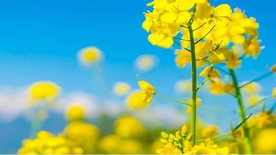 मोहरीने मिळेल उभारी ; दरात 400 रुपयांची वाढ, लागवडीसाठीही पोषक वातावरण