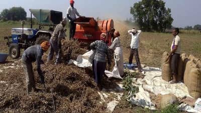 खरीप पीकांची मळणी सुरुयं..मग ही खबरदारी आवश्य घ्या...!