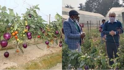 काय सांगता ? एकाच वनस्पतीतून टोमॅटो अन् वांग्याचे उत्पादन, दुहेरी फायदा