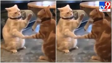 Video: एकमेकींशी खेळणाऱ्या मांजरींचा व्हिडीओ व्हायरल, नेटकरी म्हणाले, इतक्या गोंडस मांजरी आम्ही नाही पाहिल्या!
