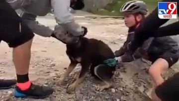 Video: प्लास्टिकच्या बाटलीत कुत्र्याचं तोंड फसलं, सायकलस्वारांनी कुत्र्याचा जीव वाचवला, व्हिडीओ व्हायरल