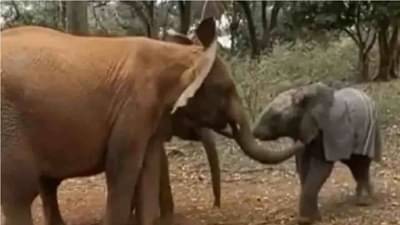 Video | नुकत्याच जन्मलेल्या हत्तीच्या पिल्लाचं जंगी स्वागत, जंगलातील हृदयस्पर्शी व्हिडीओ व्हायरल