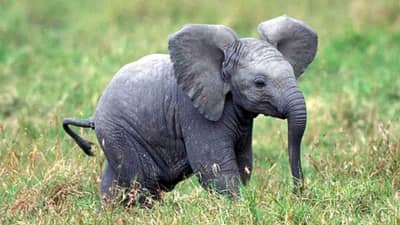 Viral video | जंगलात आईपासून विभक्त झाले हत्तीचे पिल्लू, इकडे-तिकडे पळून शोधत होता आईला