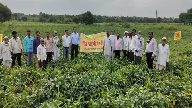 Special Story ! टोकण पध्दतीने सोयाबीनचे भरघोस उत्पादन, काय आहे टोकण पध्दत ?