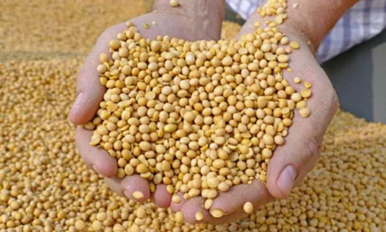 जे खरीपात झालं नाही ते रब्बीत होईल का ? शेतकऱ्यांना सोयाबीन उत्पादनाची संधी