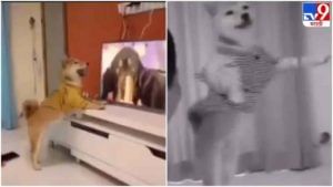 Video: टीव्ही पाहणाऱ्या कुत्र्यासोबत मालकाने असा प्रँक केला, की नेटकरी पोटधरुन हसले!