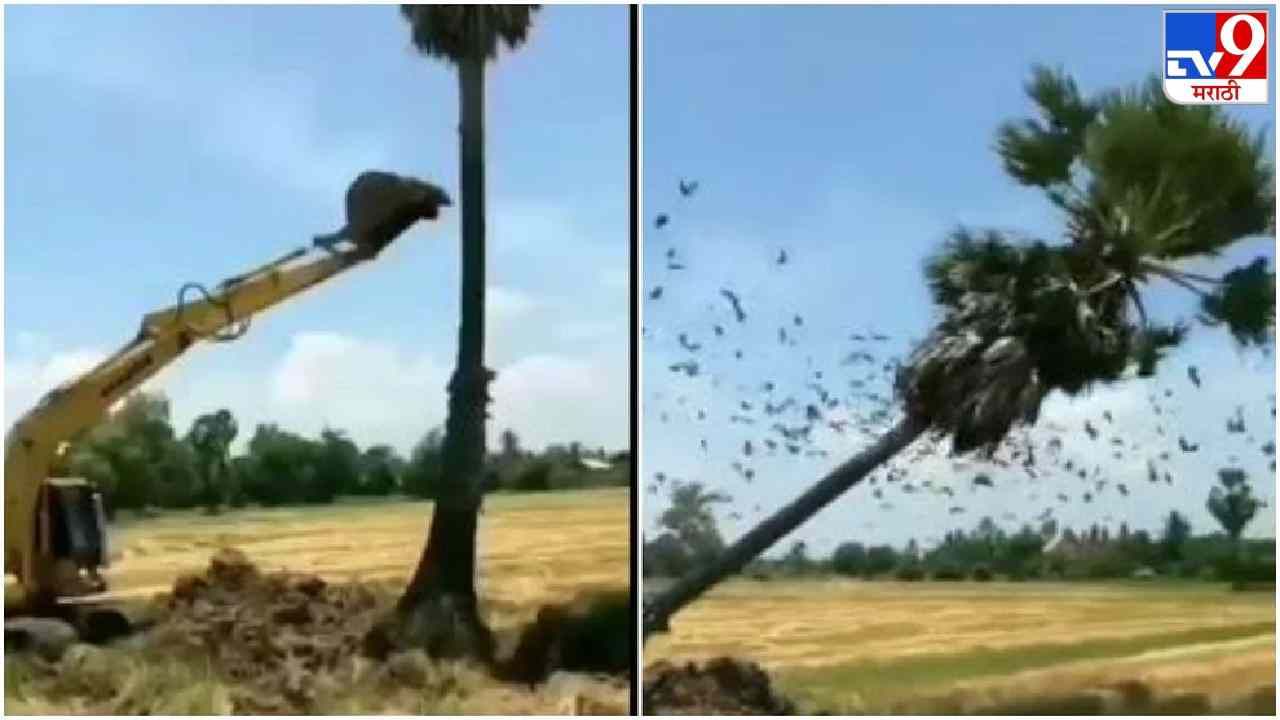 Video: एक झाड नाही पाडलं, शेकडो पक्ष्यांचं घर उद्ध्वस्त केलं, नेटकरी व्हिडीओ पाहून संतापले!