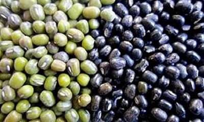 शेतकऱ्याला हमीभावाचा आधार, राज्यात मूग-उडदाच्या खरेदी केंद्राला परवानगी