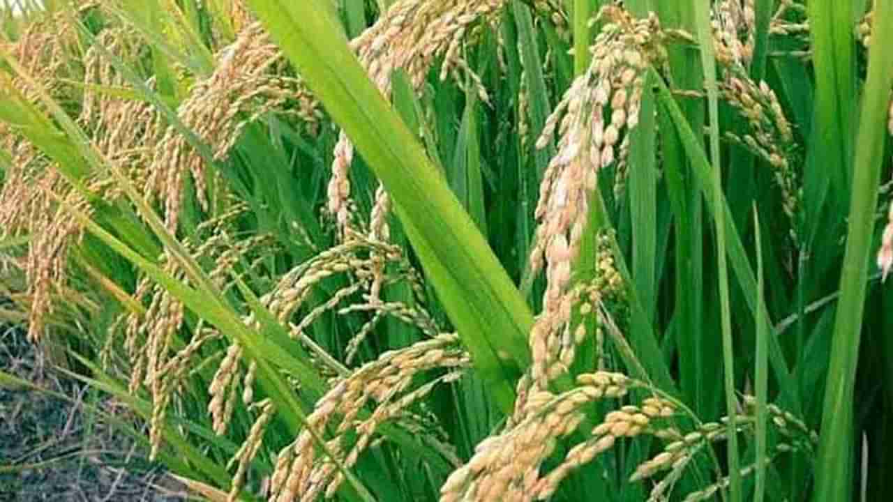 भात शेतीला धोक्याची घंटा, आवश्यकता योग्य रणनितीची
