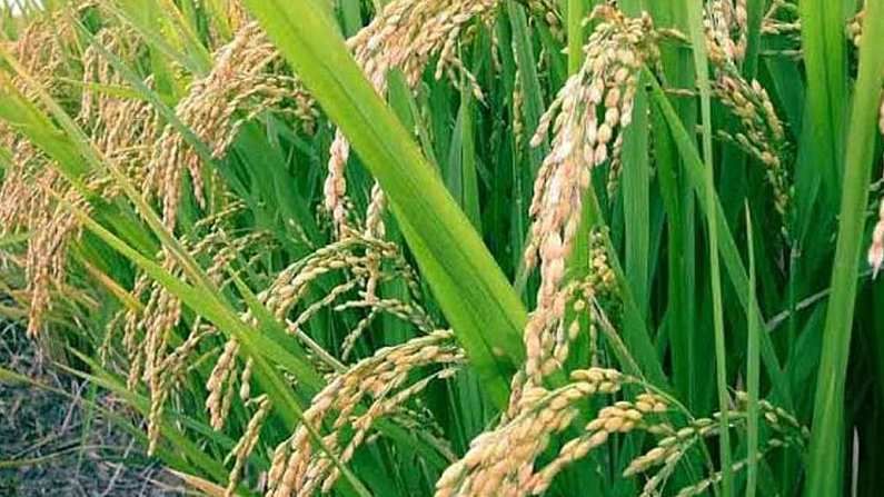 भात शेतीला धोक्याची घंटा, आवश्यकता योग्य रणनितीची
