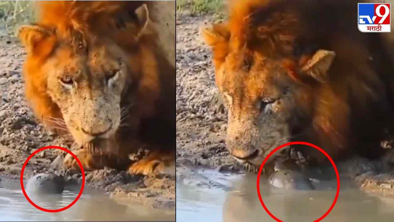 Video: पाणी पिणाऱ्या सिंहाची कासवाने छेड काढली, त्यानंतर जे झालं, ते पाहून नेटकरी आवाक!