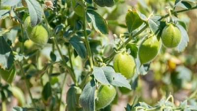 तयारी रब्बी हंगामाची : हरभरा या मुख्य पीकावर भर, जाणून घ्या पेरणी ते काढणीपर्यंतची प्रक्रिया