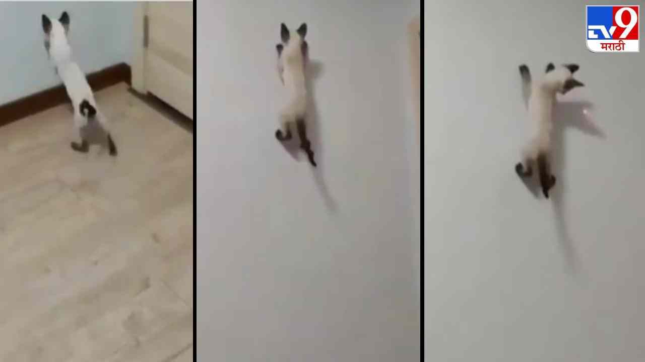 Video: सपाट भिंतीवर मांजर भराभर चढली, लोक म्हणाले, ही मांजर नाही, ही स्पायडरमॅन आहे!