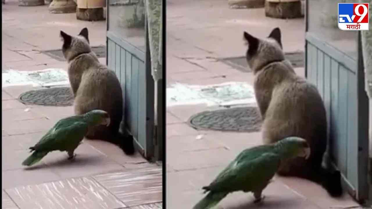 Video: मांजरीच्या शेपटीला पकडण्याचा प्रयत्न करणारा पोपट, सोशल मीडियावर व्हिडीओ व्हायरल