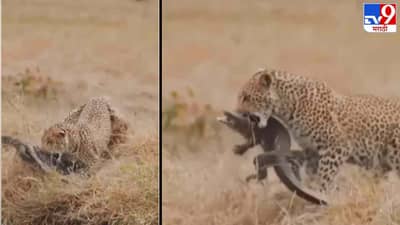 Video: बिबट्याचा घोरपडीवर लपून हल्ला, शिकारीचा थरार कॅमेऱ्यात कैद, पाहा व्हिडीओ