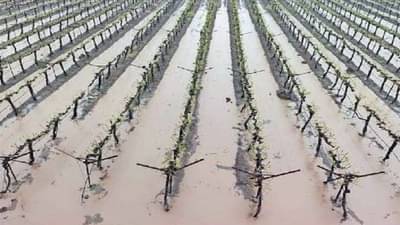 शिवारतुंबव्या पावसाचे नाशिकमध्ये थैमान; गोडबार छाटणीपूर्वीच द्राक्षबागांवर नांगर, पिकांचा चिखल अन् शेताचे तळे!