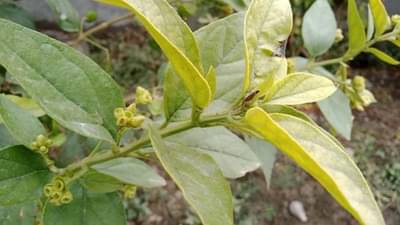 Shardiya Navratri 2021 : सौभाग्य आणि समृद्धीसाठी या नवरात्रीत घरी आणा ही 4 झाडं...