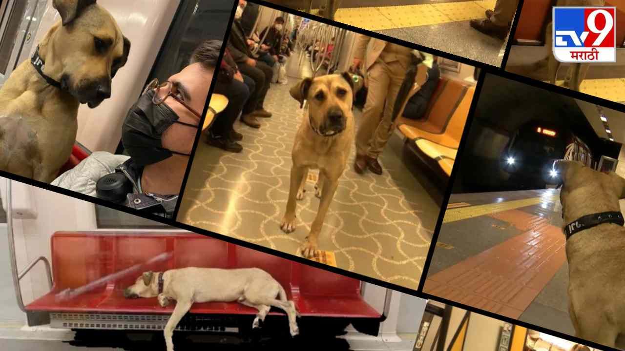 Video: बस, ट्रेन, मेट्रो आणि जहाजाने प्रवास करणारा भटका कुत्रा बोझी, सोशल मीडिया बोझीचीच चर्चा