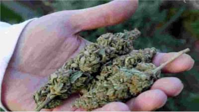 आंध्रप्रदेशातून आलेला 39 किलो गांजा जप्त, तेलगू भाषिक आरोपींची चौकशी करताना औरंगाबाद पोलिसांची अडचण