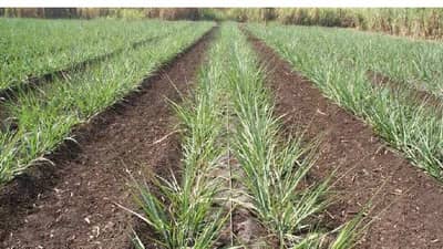 ऊसाची योग्य लागवड देईल भरघोस उत्पादन, शेतकऱ्यांनी ही काळजी घ्यावी