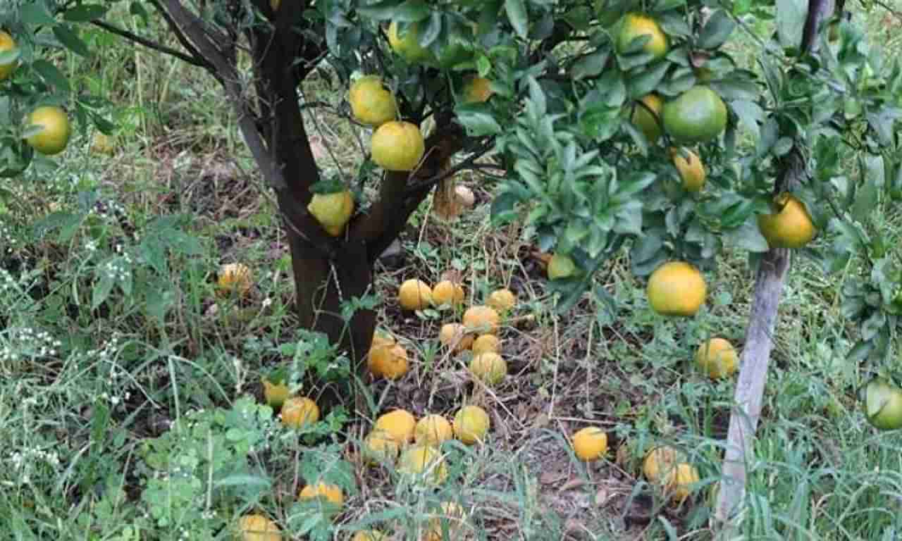 संत्र्याच्या फळगळतीला नुकसानभरपाईच नाही, बागायतदारांचे कोट्यावधींचे नुकसान