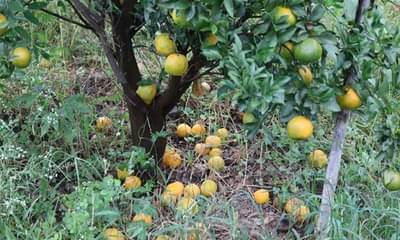 संत्र्याच्या फळगळतीला नुकसानभरपाईच नाही, बागायतदारांचे कोट्यावधींचे नुकसान