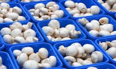 मशरुमच्या व्यवसायातून लाखोंची कमाई, तरुणाच्या हातालाही मिळेल रोजगार