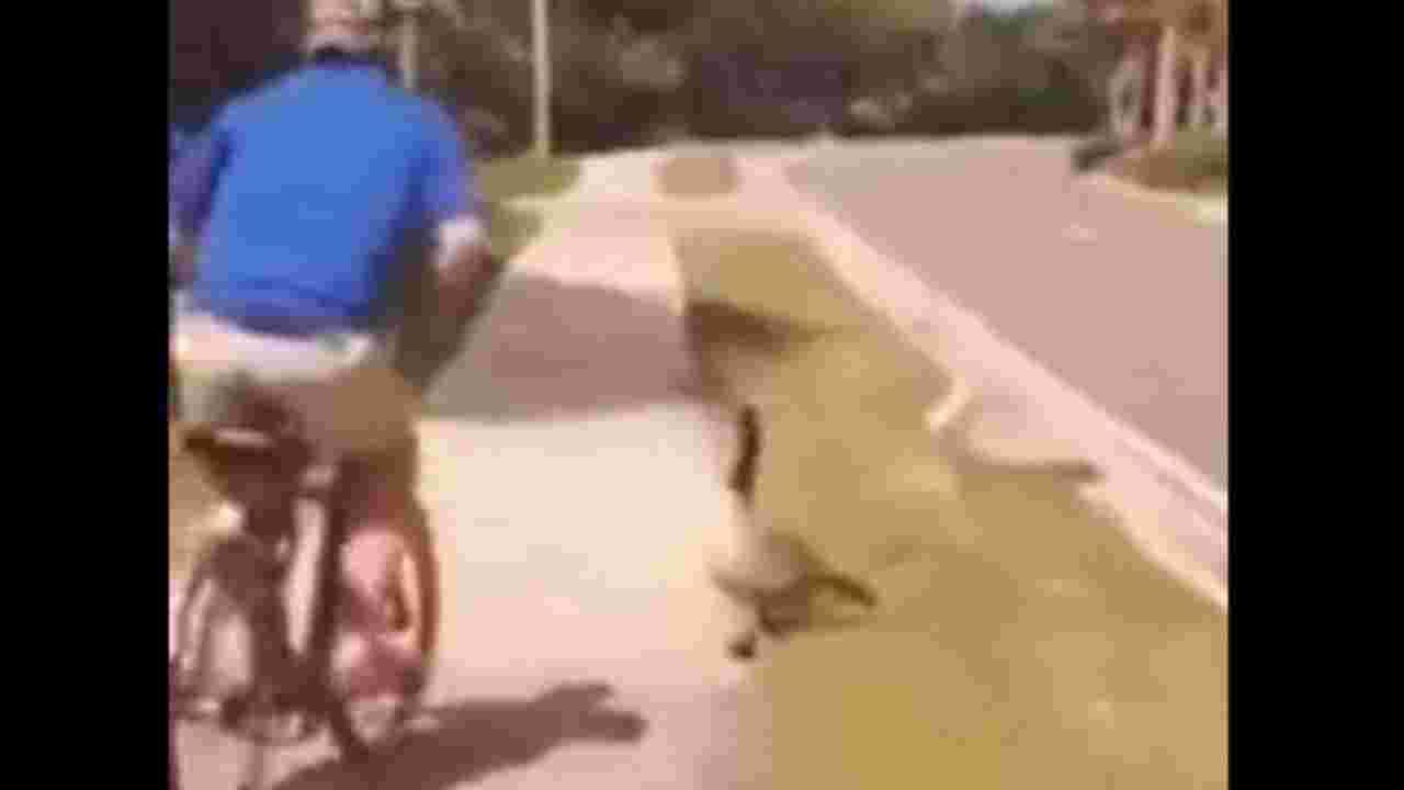 VIDEO | बदकाला त्रास देणे सायकलस्वाराला महागात पडले, पहा काय झाले ते व्हिडिओमध्ये