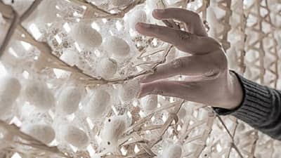 रेशीम व्यवसाय : रेशीम उत्पादनानं चमकदार करिअर बनवा आणि जबरदस्त कमवा