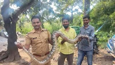 कोळ्यांच्या जाळ्यात 6 फुटी अजगर अडकला, व्हिडीओ पाहून व्हाल शॉक!