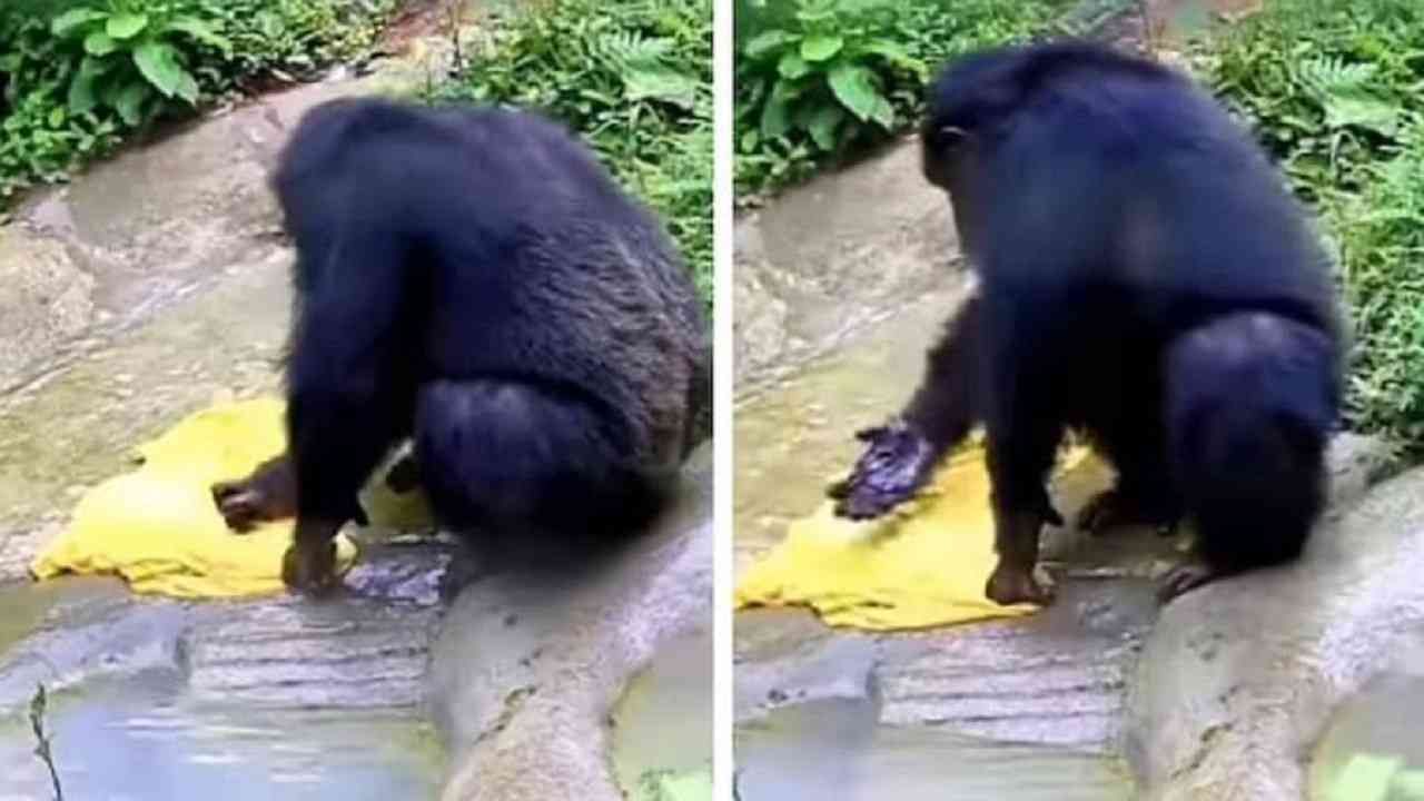 तुम्ही कधी चिंपांझीला कपडे धुताना पाहिलं आहे का ? पाहा सोशल मीडियावरील भन्नाट व्हिडीओ