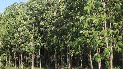 सागवान शेतीमध्ये मुबलक पैसा, गरज आहे ती अभिनव उपक्रमाची