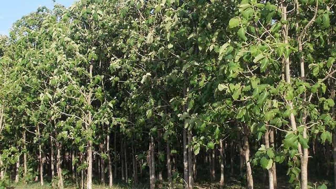सागवान शेतीमध्ये मुबलक पैसा, गरज आहे ती अभिनव उपक्रमाची
