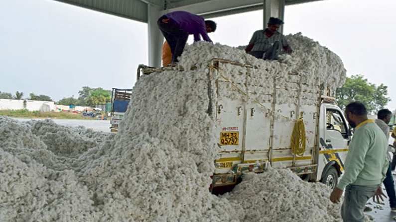 Cotton Rate : कापसाच्या विक्रमी दराला वस्त्रद्योग लॉबीचा अडसर, आता केंद्र सरकारची भूमिका महत्वाची