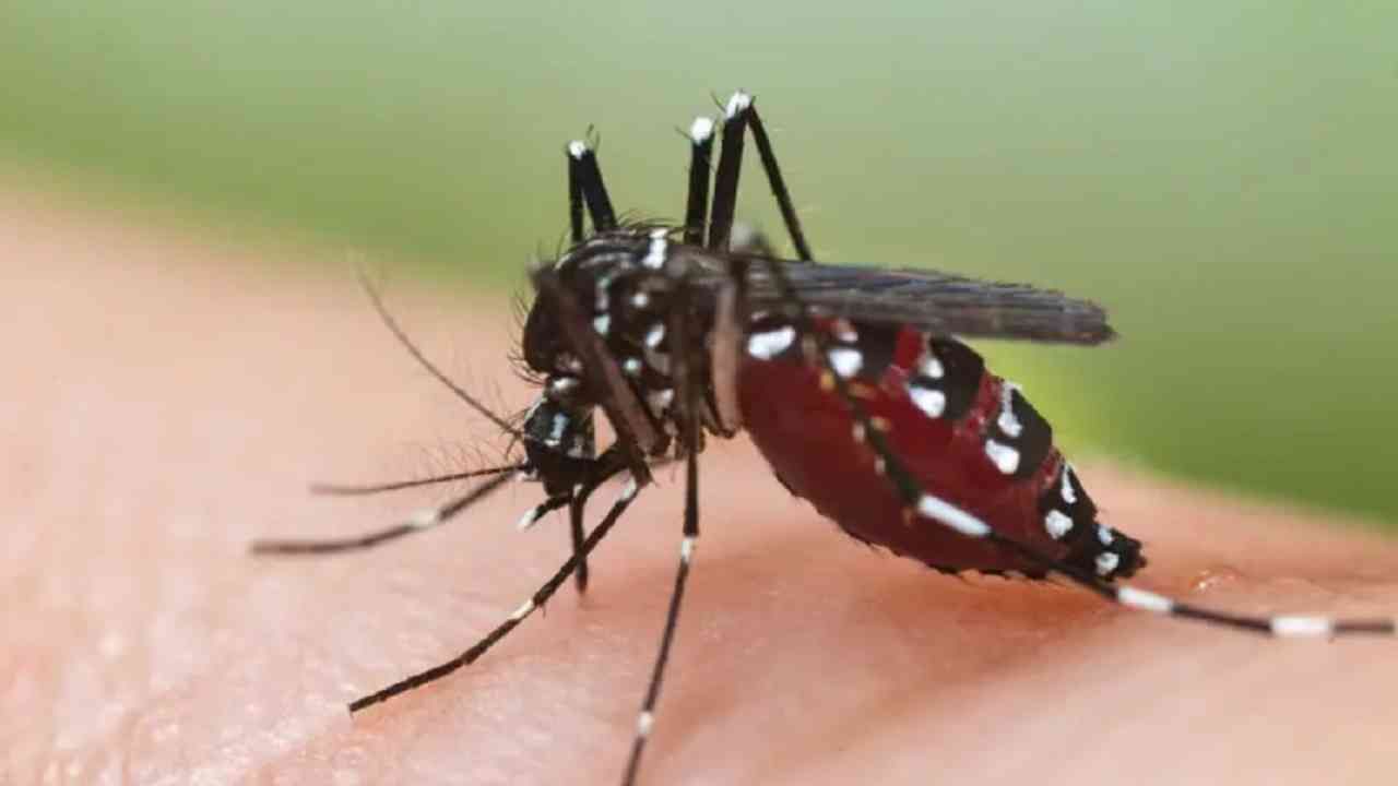 सावधान! कोरोनामधून बरे झालेल्यांना डेंग्यू आणि फ्लूचा धोका वाढला, वाचा सविस्तर!