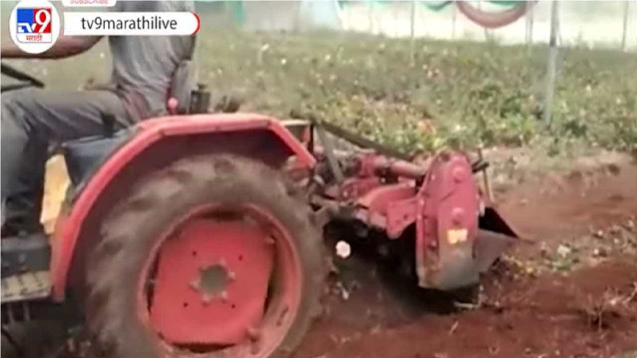 24 लाख खर्चून पॉलिहाऊस उभारलं, लॉकडाऊनमुळे फुलांची विक्रीच नाही, शेतकऱ्याने फुलबागेवर नांगर फिरवला!