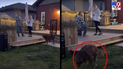 Video: आयुष्यातील सर्वात सुंदर क्षण सुरु असतानाच कुत्र्याने केली घाण, नेटकरी म्हणाले, कुत्रे हुशार असतात!