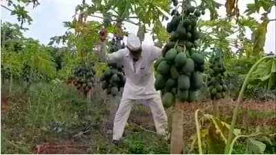 फळ तोडणी ऐवजी बाग तोडण्याचीच शेतकऱ्यावर नामुष्की, लाखोंचे नुकसान