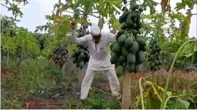 फळ तोडणी ऐवजी बाग तोडण्याचीच शेतकऱ्यावर नामुष्की, लाखोंचे नुकसान