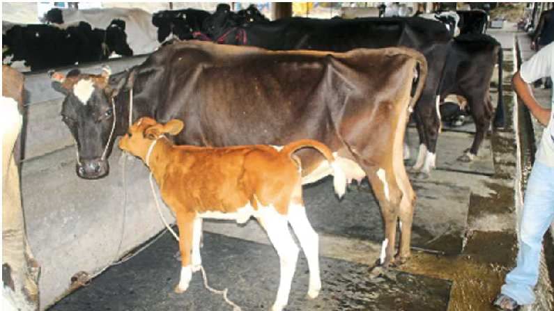 दूध उत्पादन वाढीसाठी आता गाईला कालवड अन् म्हशीला पारडीच होणार