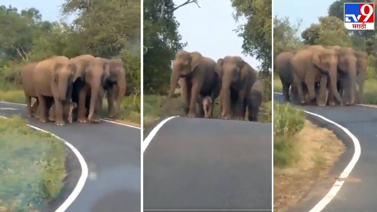 Video: हत्तीच्या पिलाला Z++ सुरक्षा, रस्त्यावरुन चालणाऱ्या हत्तींच्या कळपाचा व्हिडीओ पाहून नेटकरी खूश