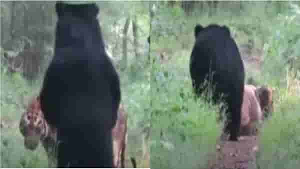 Video | ताडोबाच्या जंगलात वाघीण-नर अस्वल आमनेसामने, झुंज कॅमेऱ्यात कैद