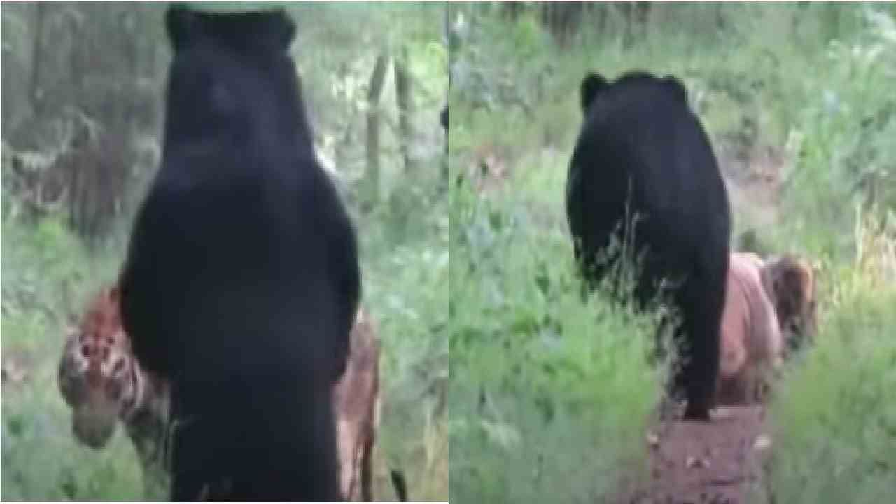 Video | ताडोबाच्या जंगलात वाघीण-नर अस्वल आमनेसामने, झुंज कॅमेऱ्यात कैद