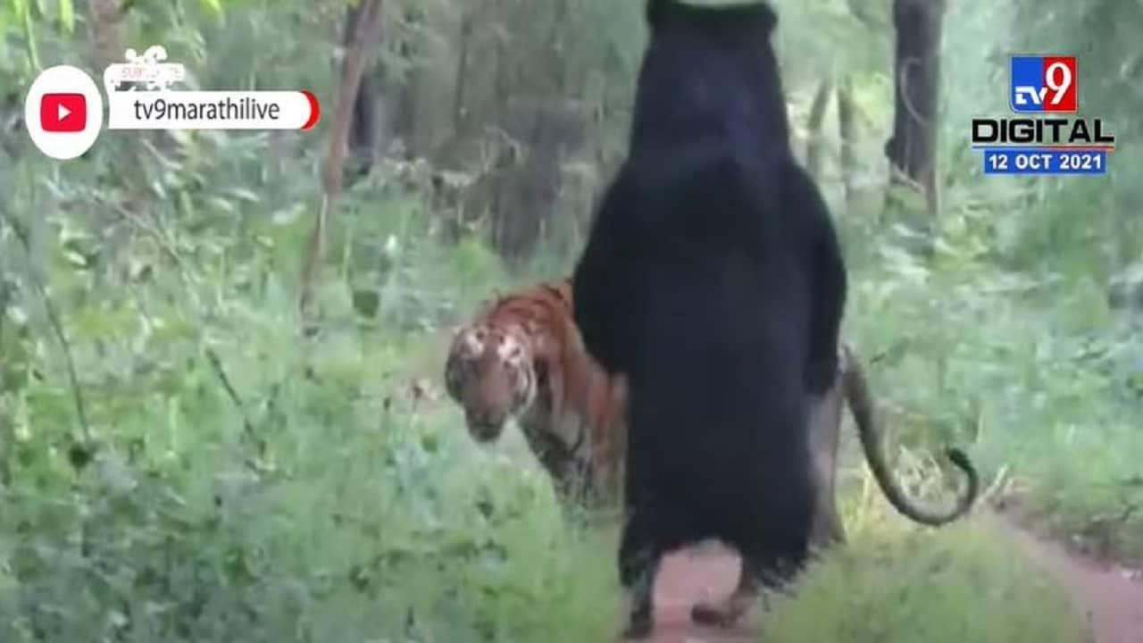 Chandrapur Tadoba Jungle | वाघीण आणि अस्वलाच्या झुंजीचा थरार कॅमेऱ्यात कैद