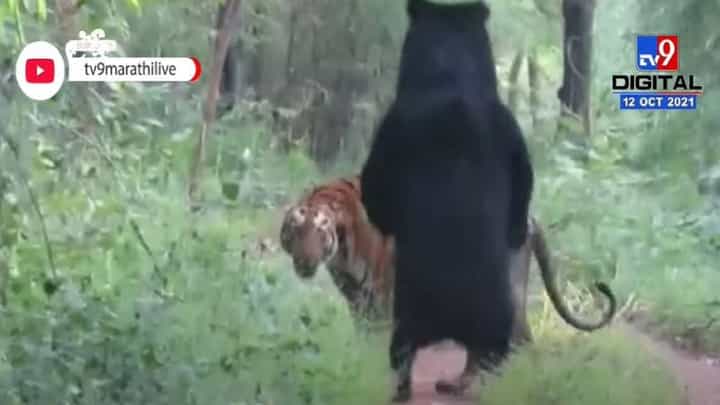 Chandrapur Tadoba Jungle | वाघीण आणि अस्वलाच्या झुंजीचा थरार कॅमेऱ्यात कैद Chandrapur Tadoba Jungle | वाघीण आणि अस्वलाच्या झुंजीचा थरार कॅमेऱ्यात कैद